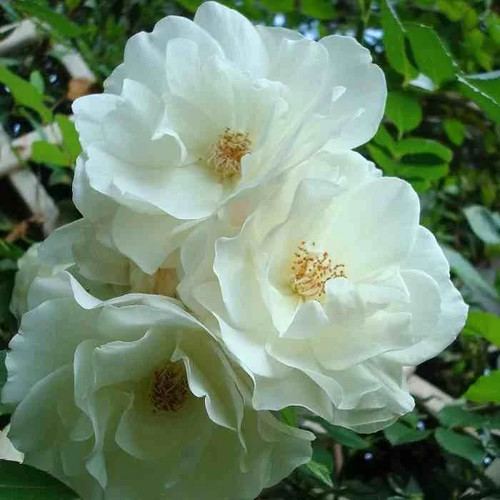 Rosa sans contraintes - sans,