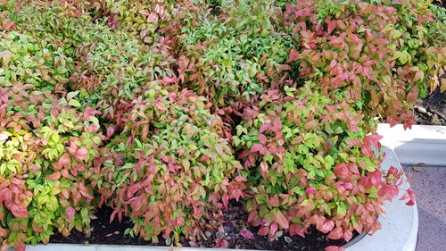 Nandina domestica fire power - nandina, power'