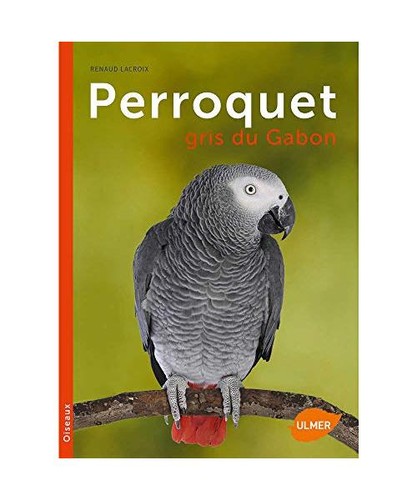 Perroquet gris gabon - perroquet,