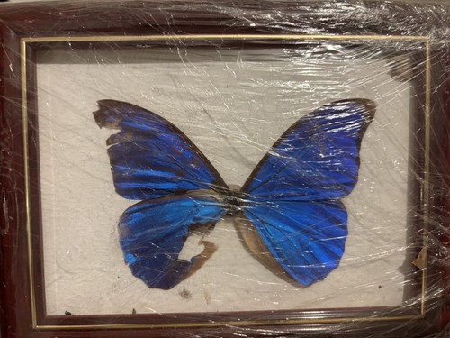 Papillon morpho bleu - morpho,