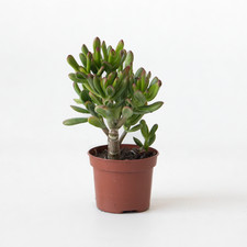 Plante de Jade - Crassula