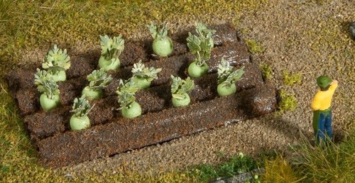 Noch kohlrabi plants - noch,kohlrabi, plants,