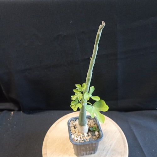 Adenia venenata caudex