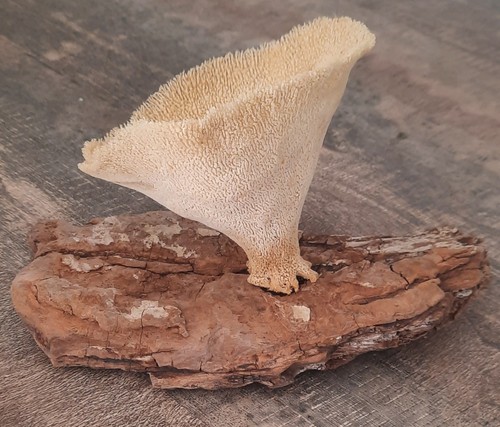 Curiosité taxidermie - curiosité, ,