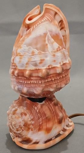 Lampe coquillage veilleuse - lampe,