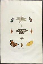 Large 1771 KNORR antique