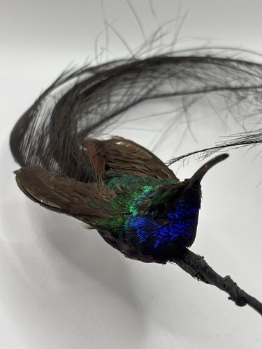 Rare hummingbird colibri - rare,