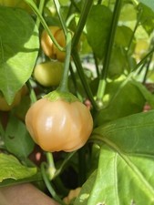 15 graines de piment