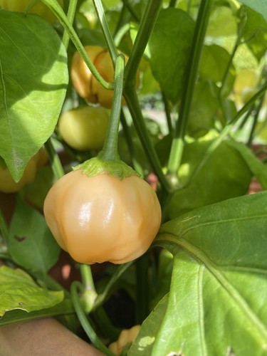 Graines piment - de,