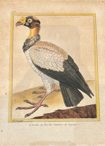 Oiseaux rapace urube ou - ,