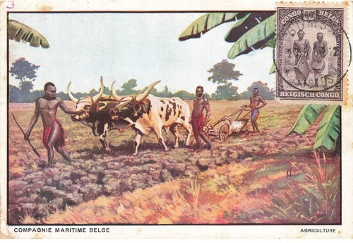 Mikii 0538 congo - mikii-0538,