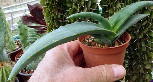 Aloe megalacantha cactus - aloe,