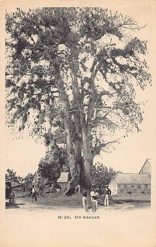 Guadeloupe baobab ed - guadeloupe,