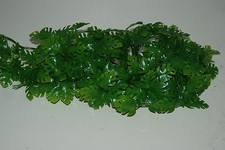 Terrarium Grand Jungle Plante