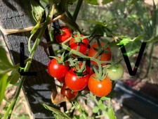 20 Graines de Tomates Cerises