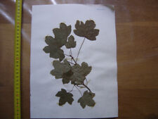 Annees 50 HERBARIUM BOARD du Gard Herbarium Natural Board 47