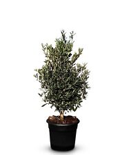 Olivier Olea Europea en forme