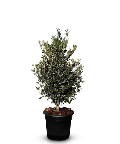 Olivier olea europea forme - olea, en