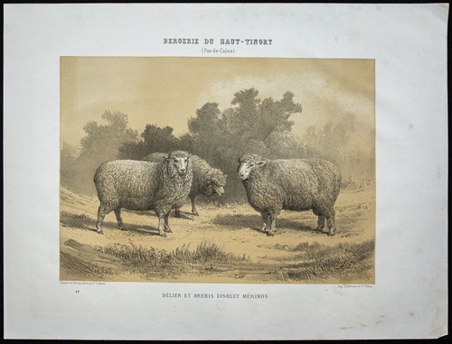 1873 bélier mouton - -, et