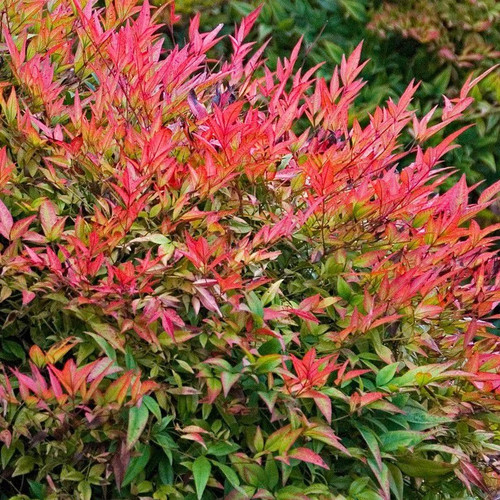 Nandina domestica gulf - domestica, 'gulf