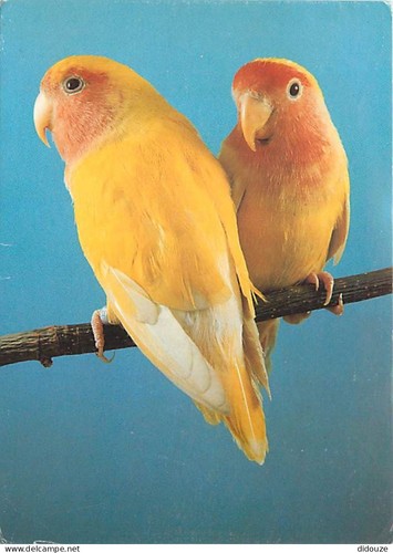 Postcard animals birds - -,