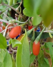Lycium barbarum 'Altai' / Baie