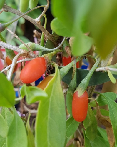 Lycium barbarum altai baie - barbarum, 'altai'