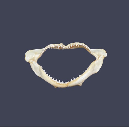 Mâchoire requin borneensis - mâchoire, de