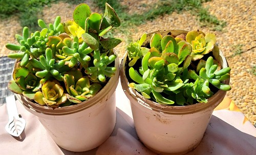 Lot pots de plantes - lot,