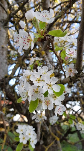 Pyrus communis kirchensaller - communis, 'kirchensaller'