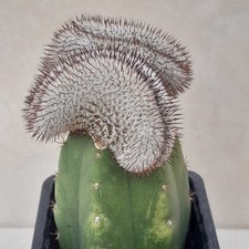 Mammillaria Perezdelrosae Cristate Cactus Vivante Greffee Cristate