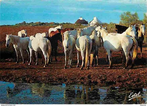 Carte postale animaux - animaux,