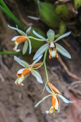 Coelogyne trinervis - , /