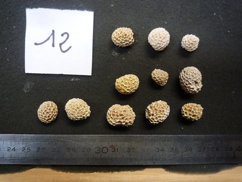 Coraux corail - coraux,