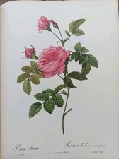 1954 ROSES PIERRE-JOSEPH