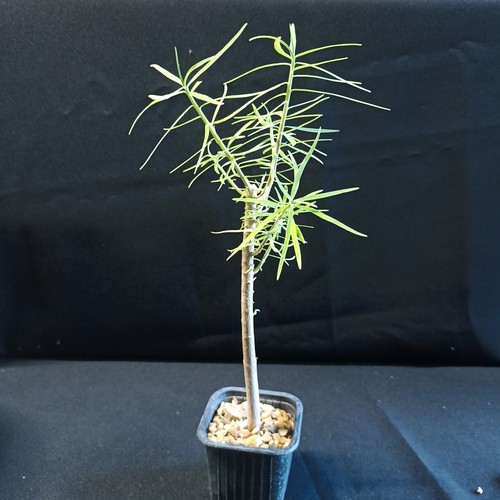 Euphorbia piscatoria caudex - euphorbia,