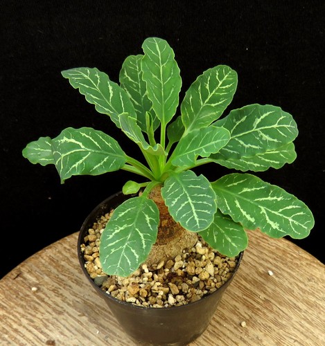 Euphorbia spannringii