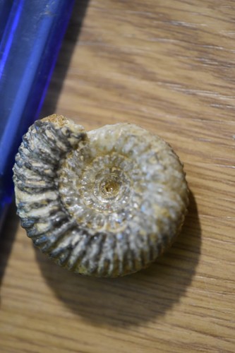 Ammonite parkinsonia - ammonite,