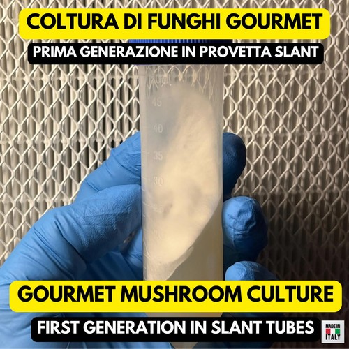 Cyclocybe aegerita peuplier - , g1
