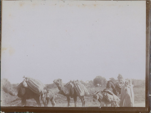 Algérie djemila caravane - algérie,,