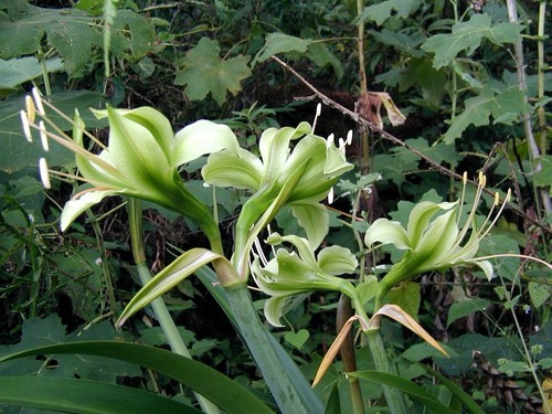 Rare hippeastrum calyptratus - hippeastrum,