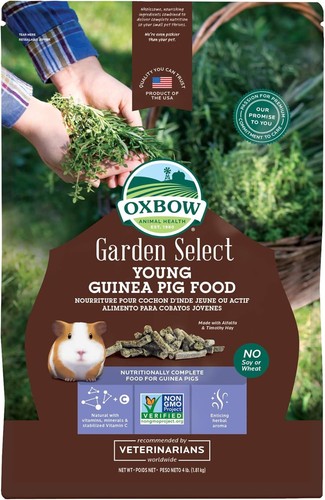Garden select young guinea pig - young,