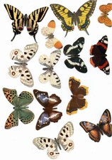 lot of 13 advertising butterfly yogurt granny NOVA old for album frieze rare