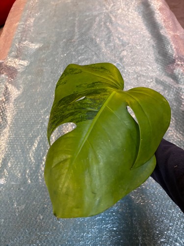 Monstera green - monstera,