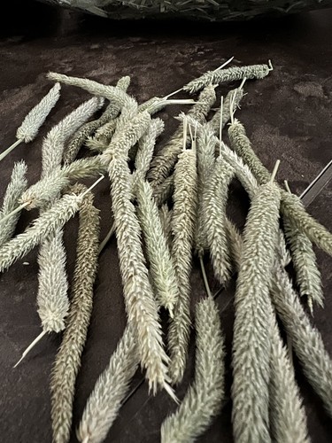 Timothy hay heads tips - heads,, tips,