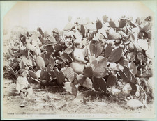 Italie, Sicile, Palermo, Garçons et Cactus Opuntia, ca.1880, tirage vintage Tira
