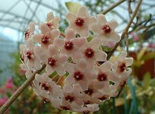 Hoya carnosa tricolor 70 cm - hoya,