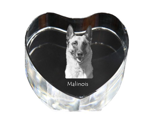 Malinois chien berger belge - chien, de