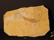 Poisson Fossile : Cobitopsis Acutus, Oligocène, Gard 22 Hr.bte03