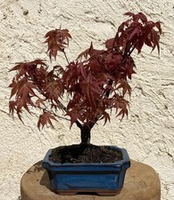 BONSAÏ ÉRABLE DU JAPON ACER